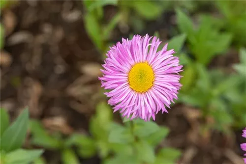 Garten-Feinstrahl - Erigeron speciosus 'Rosa Juwel'