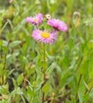 Garten-Feinstrahl - Erigeron speciosus 'Rosa Juwel'