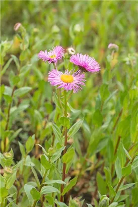 Garten-Feinstrahl - Erigeron speciosus 'Rosa Juwel'