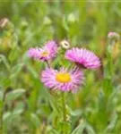 Garten-Feinstrahl - Erigeron speciosus 'Rosa Juwel'