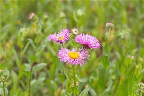 Garten-Feinstrahl - Erigeron speciosus 'Rosa Juwel'