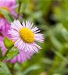 Garten-Feinstrahl - Erigeron speciosus 'Rosa Juwel'