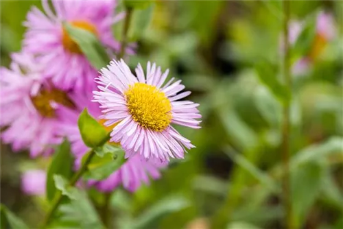 Garten-Feinstrahl - Erigeron speciosus 'Rosa Juwel'