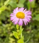 Garten-Feinstrahl - Erigeron speciosus 'Rosa Juwel'