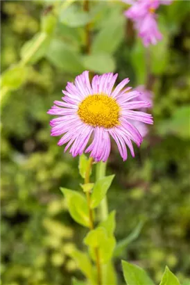 Garten-Feinstrahl - Erigeron speciosus 'Rosa Juwel'