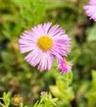 Garten-Feinstrahl - Erigeron speciosus 'Rosa Juwel'