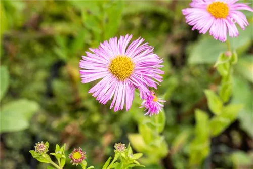 Garten-Feinstrahl - Erigeron speciosus 'Rosa Juwel'