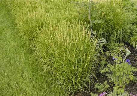 Carex muskingumensis - Palmwedel-Segge