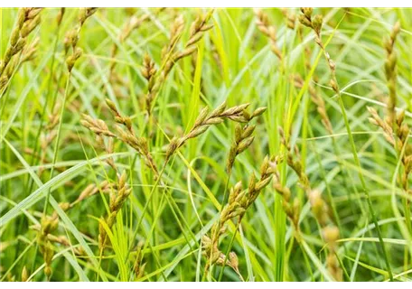 Carex sylvatica - Wald-Segge