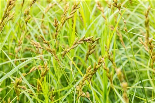 Wald-Segge - Carex sylvatica