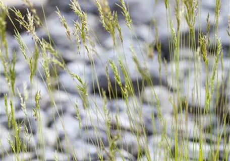 Festuca mairei - Atlas-Schwingel