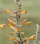 Garten-Duftnessel - Agastache aurantiaca 'Apricot Sprite'