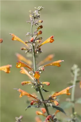 Garten-Duftnessel - Agastache aurantiaca 'Apricot Sprite'