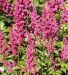 Garten-Prachtspiere - Astilbe japonica 'Mainz'