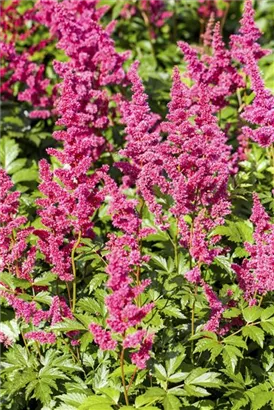 Garten-Prachtspiere - Astilbe japonica 'Red Sentinel'