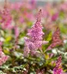 Garten-Prachtspiere - Astilbe japonica 'Mainz'