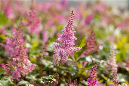 Garten-Prachtspiere - Astilbe japonica 'Mainz'