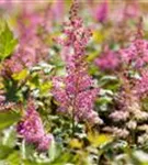 Garten-Prachtspiere - Astilbe japonica 'Mainz'