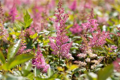 Garten-Prachtspiere - Astilbe japonica 'Mainz'