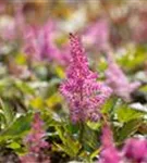 Garten-Prachtspiere - Astilbe japonica 'Mainz'