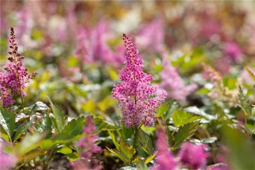 Garten-Prachtspiere - Astilbe japonica 'Mainz'