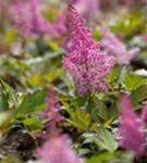 Garten-Prachtspiere - Astilbe japonica 'Mainz'