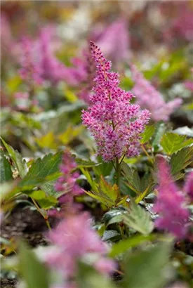 Garten-Prachtspiere - Astilbe japonica 'Mainz'