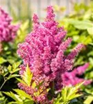 Garten-Prachtspiere - Astilbe japonica 'Mainz'