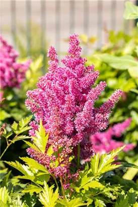 Garten-Prachtspiere - Astilbe japonica 'Mainz'