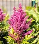 Garten-Prachtspiere - Astilbe japonica 'Mainz'