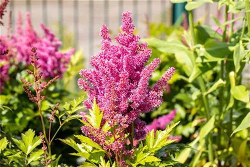 Garten-Prachtspiere - Astilbe japonica 'Mainz'