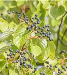 Hoher Etagen-Hartriegel - Cornus controversa - Ziergehölze