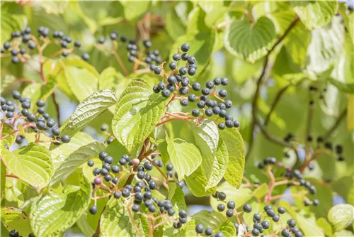 Hoher Etagen-Hartriegel - Cornus controversa - Ziergehölze