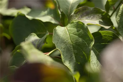 Hoher Etagen-Hartriegel - Cornus controversa - Ziergehölze