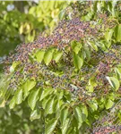 Hoher Etagen-Hartriegel - Cornus controversa - Ziergehölze