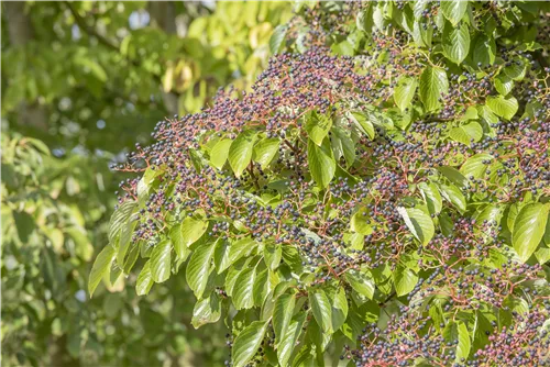 Hoher Etagen-Hartriegel - Cornus controversa - Ziergehölze