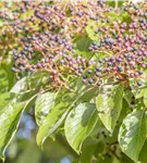 Hoher Etagen-Hartriegel - Cornus controversa - Ziergehölze