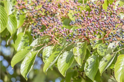 Hoher Etagen-Hartriegel - Cornus controversa - Ziergehölze