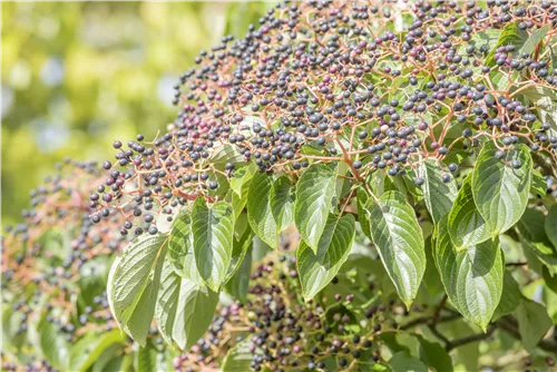 Hoher Etagen-Hartriegel - Cornus controversa - Ziergehölze