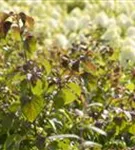 Hoher Etagen-Hartriegel - Cornus controversa - Ziergehölze