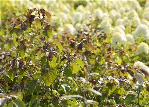 Hoher Etagen-Hartriegel - Cornus controversa - Ziergehölze