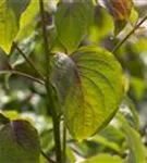 Hoher Etagen-Hartriegel - Cornus controversa - Ziergehölze