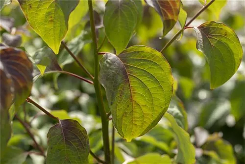 Hoher Etagen-Hartriegel - Cornus controversa - Ziergehölze