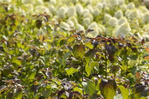 Hoher Etagen-Hartriegel - Cornus controversa - Ziergehölze