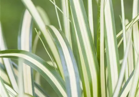 Carex ornithopoda 'Variegata' - Weißgestreifte Vogelfuß-Segge