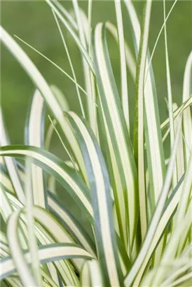 Gelbgrüne Garten-Segge - Carex oshimensis 'Evergold'