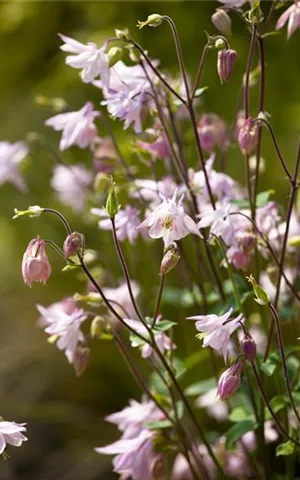 Aquilegia vulgaris