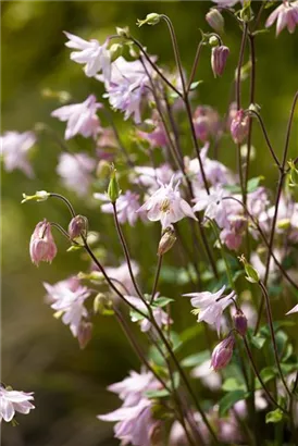 Kurzspornige Akelei - Aquilegia vulgaris