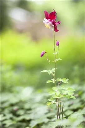 Kurzspornige Akelei - Aquilegia vulgaris