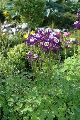 Kurzspornige Akelei - Aquilegia vulgaris